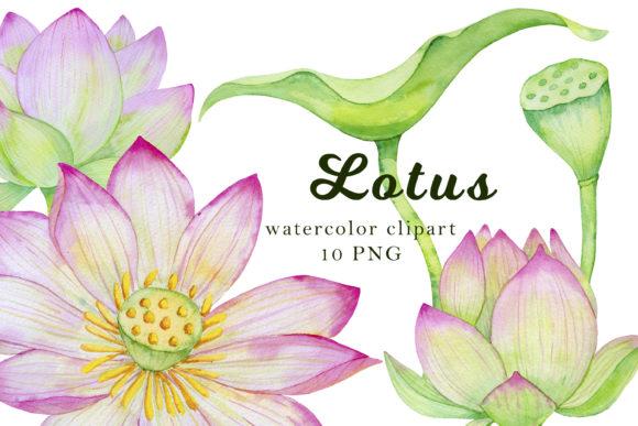 Download Lotus Clipart, Watercolor Flowers - Watercolor flower Collection