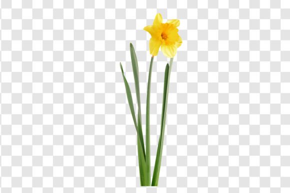 Download #3888 Daffodil Flower Isolated - Isolate Collection