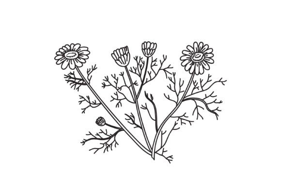 Download Line Art Botanical Bouquet Daisy Isolate - Isolate Collection