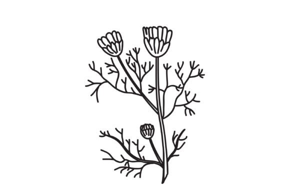 Download Line Art Botanical Branch Daisy Isolated - Isolate Collection